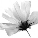 Spirit Guides and Psychic Readings, with medium Natalie Dekel (MPhil)