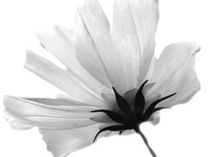 Spirit Guides and Psychic Readings, with medium Natalie Dekel (MPhil)