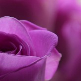 The Grieving Hearts: What do we feel about passing over The Grieving Hearts: What do we feel about passing over
