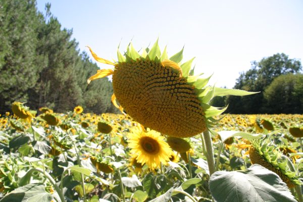 Sun flower Nature Photo - by Gil Dekel. Sun flower Nature Photo - by Gil Dekel.