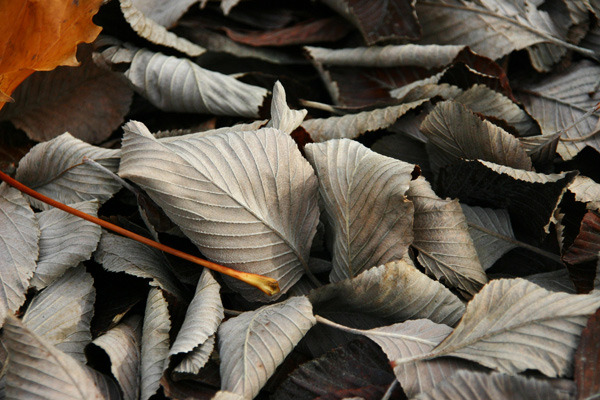 Crispy Leaves, Nature - Photo by Gil Dekel.