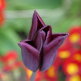 Beauty is in the eye of the beholder: Nature in close up Photography. Beauty is in the eye of the beholder: Nature in close up Photography.