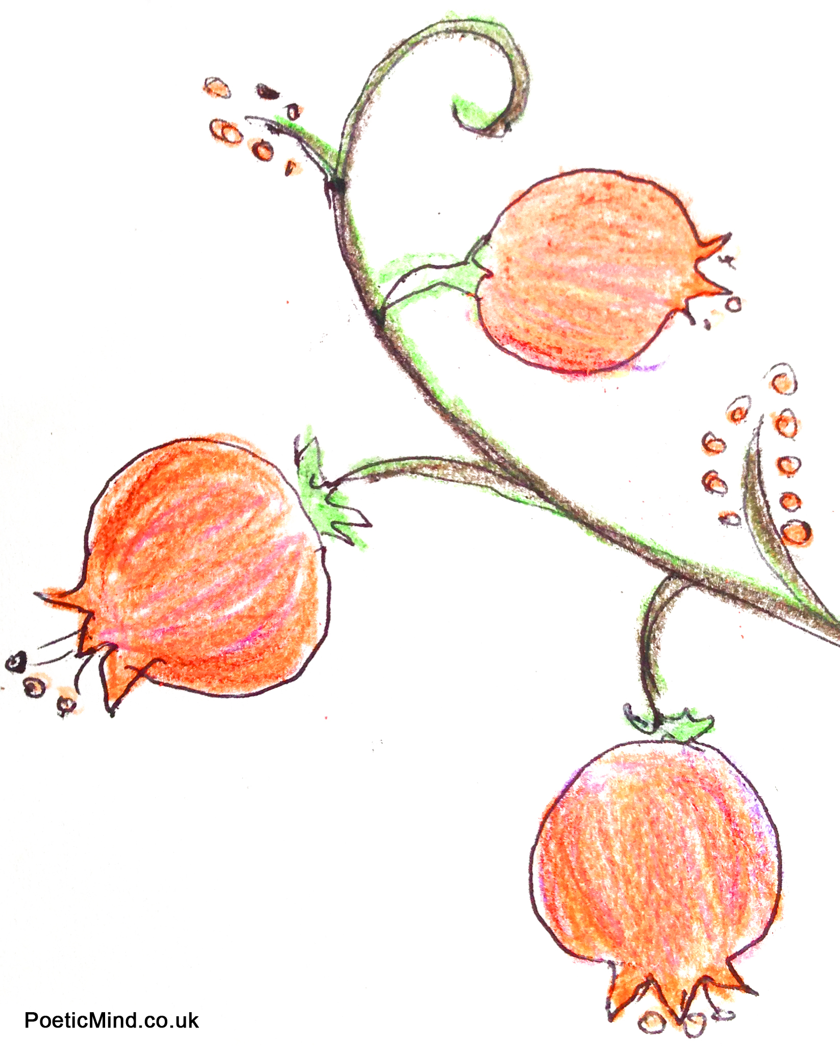 A pomegranate's abundant seeds symbolises creation, abundance, and a hope that our lives will be fruitful with good deeds. Illustration by Natalie and Gil Dekel.