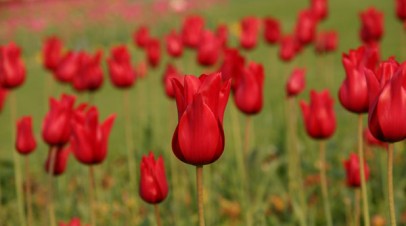 Flowers4 - Gil Dekel