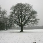 Tree in White, Nature - Photo by Gil Dekel.