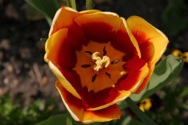 Fire Flower, Nature - Photo by Gil Dekel. Fire Flower, Nature - Photo by Gil Dekel.