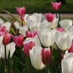 Tulips in London, Nature - Photo by Gil Dekel.