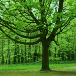 Tree in Green, Nature - Photo by Gil Dekel.