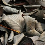 Crispy Leaves, Nature - Photo by Gil Dekel.