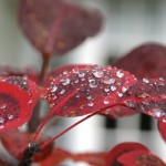 Dew, Nature - Photo by Gil Dekel.