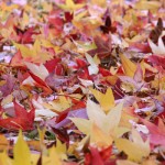 The Leaves Carpet, Nature - Photo by Gil Dekel.