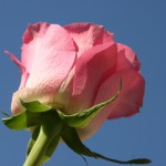 Pink Rose, Nature - Photo by Gil Dekel.