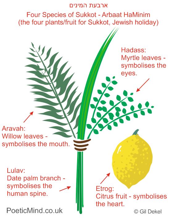 Four-Species-ArBaAt-Haminim-Sukkot-Gil-Dekel