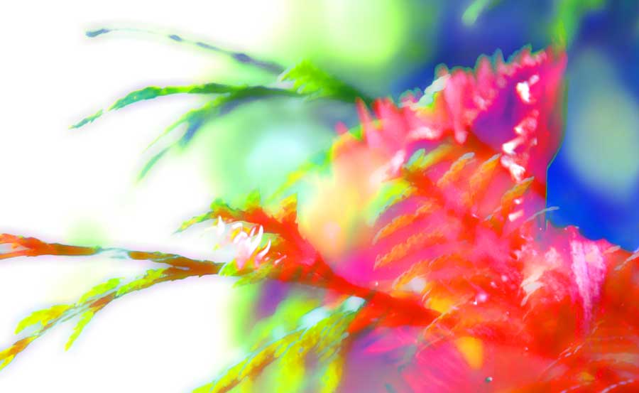 The Singing Oak Tree Leaves - By Gil Dekel The Singing Oak Tree Leaves - By Gil Dekel