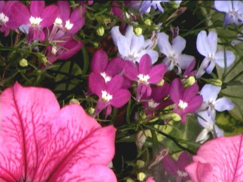 Picture of flowers taken in Portsmouth, and later used for the film Unfolding Hearts (2006), as seen in figure 8. Image © Gil Dekel.