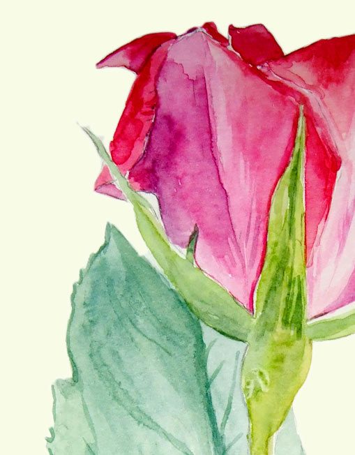 Figure 70: Melanie Chan, Rose 2 (detail) (2007, watercolours on paper, 21 x 42cm.) Image © the artist. Permission to use image obtained from the artist.