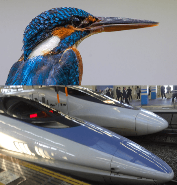 The Kingfisher long-pointed beak inspired the bullet train. Photos: ‘Common Kingfisher’ by Olakara, licensed under CC BY 2.0. ‘Two Shinkosen’ by Yercombe, licensed under CC BY-NC 2.0.