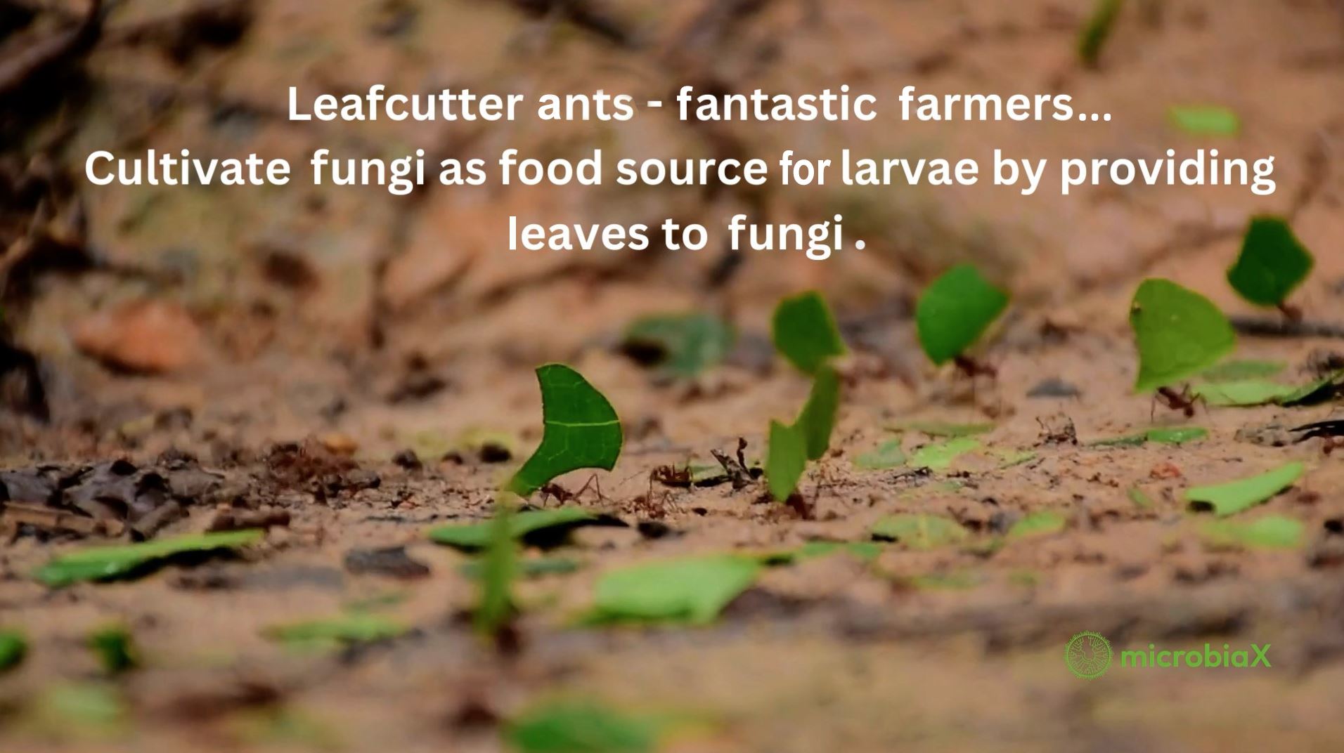 Leafcutter ants. Photo from a video clip by Gilmer Diaz Estela, in public domain.