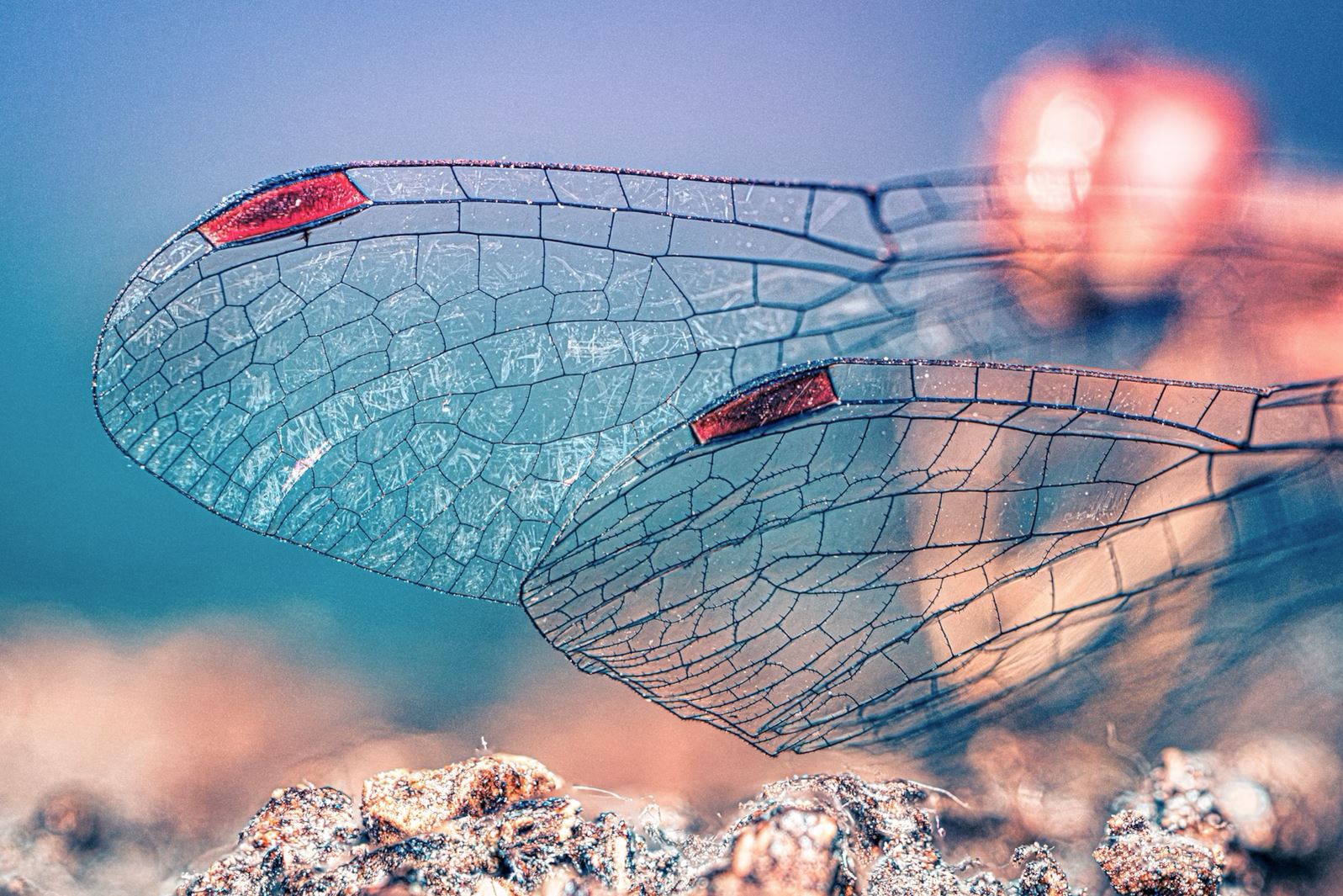 Shapes and colours found in nature. Close-up on a dragonfly's wings. Photo by Megs Harrison. Photo in public domain.